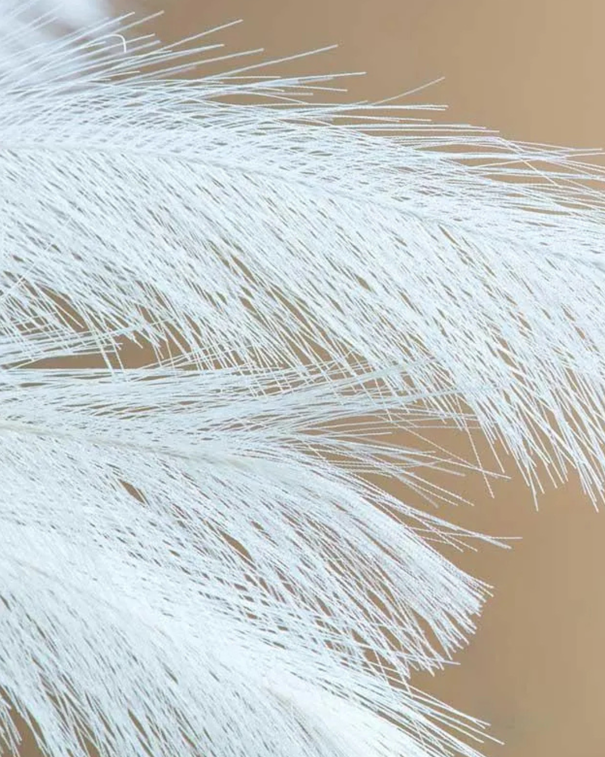 png_1500x1500_63944192