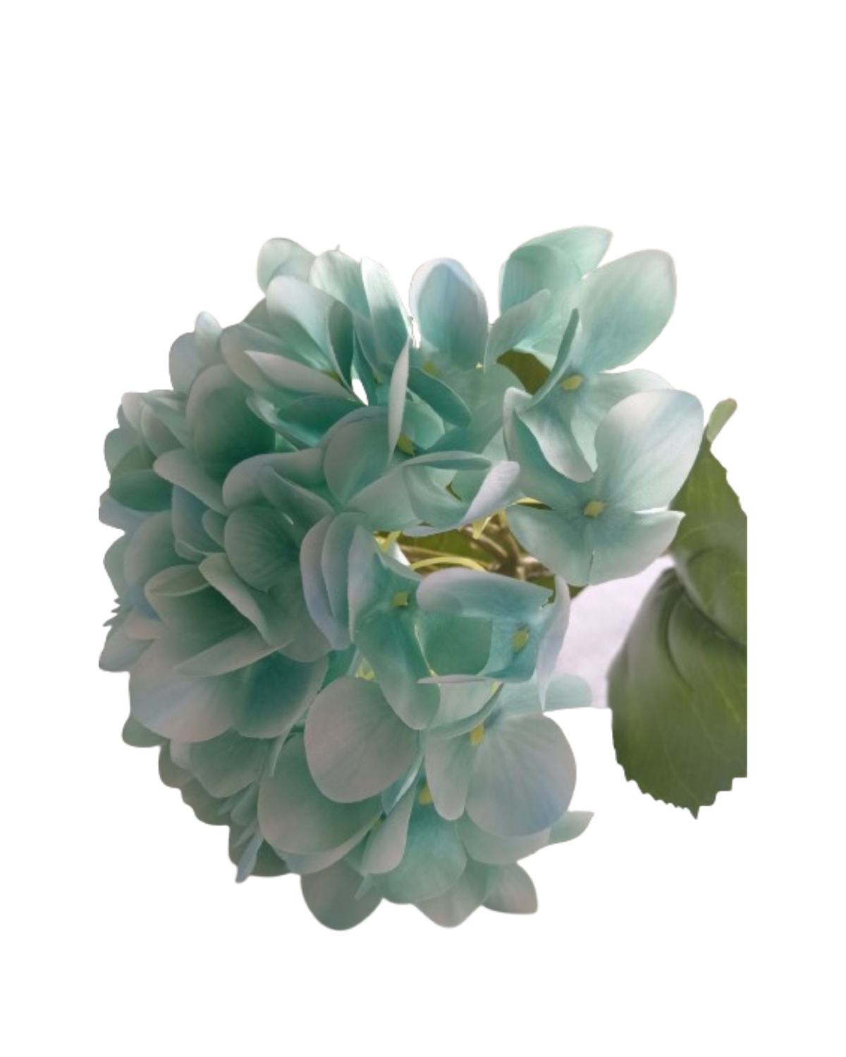 png_1500x1500_64006734